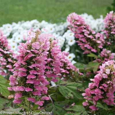 Gatsby Pink Oakleaf hydrangea - LandscapeDirect