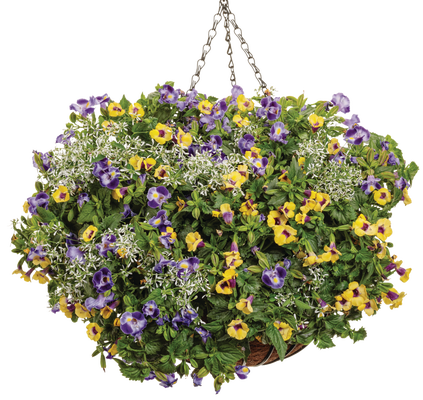 Gilded Moon - Hanging Basket Kit - LandscapeDirect
