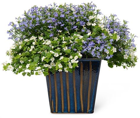 Grand Victoria - Patio Container Kit - LandscapeDirect