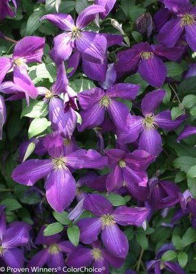 Happy Jack Purple Clematis x – LandscapeDirect