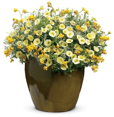 Heart of Gold - Patio Container Kit - LandscapeDirect