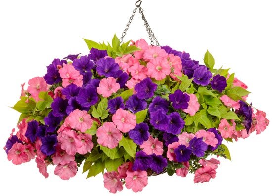 Heart & Soul - Hanging Basket Kit - LandscapeDirect