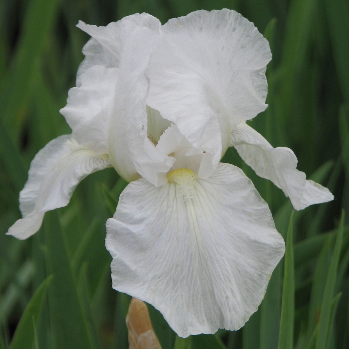 Immortality Tall Bearded Iris - LandscapeDirect