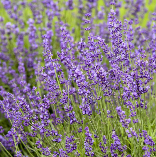 Imperial Gem Lavender - LandscapeDirect