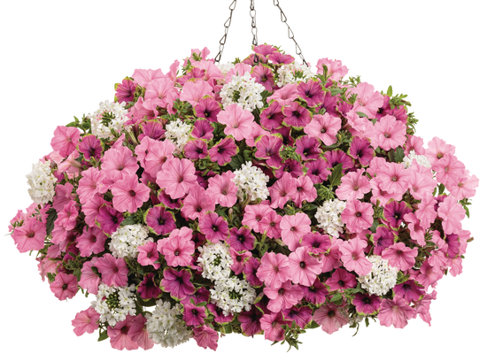 In Love Again - Hanging Basket Kit - LandscapeDirect