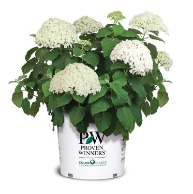 Incrediball Smooth Hydrangea - LandscapeDirect