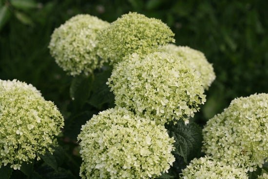 Invincibelle Limetta Smooth hydrangea – LandscapeDirect