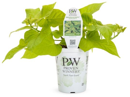 Ipomoea Margarita Green - LandscapeDirect
