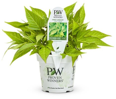 Ipomoea Sweet Caroline Light Green - LandscapeDirect