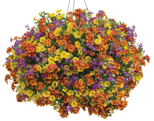 Irresistible - Hanging Basket Kit - LandscapeDirect