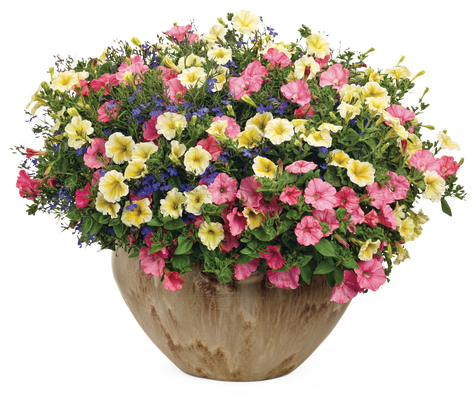 Island Luau - Patio Container Kit - LandscapeDirect