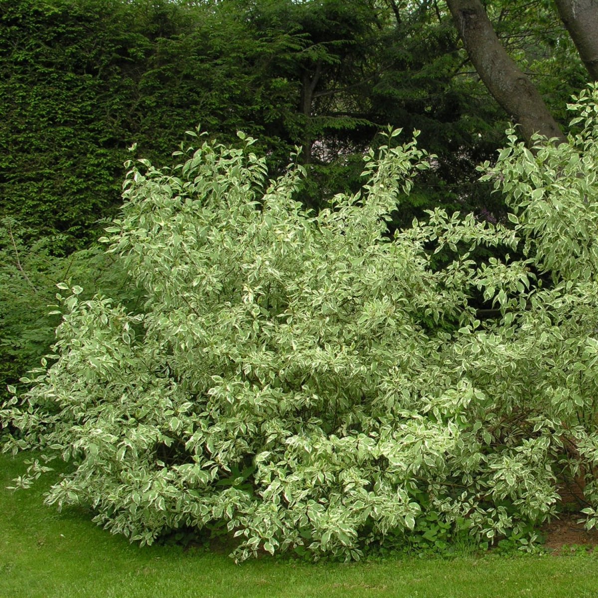 Ivory Halo Dogwood - LandscapeDirect