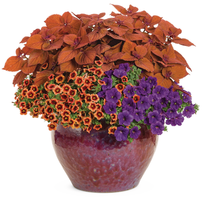 Jazz Band - Patio Container Kit - LandscapeDirect