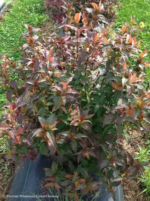 Kodiak Red Diervilla sp. – LandscapeDirect
