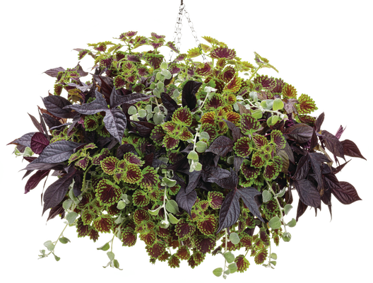 Lady Luck - Hanging Basket Kit - LandscapeDirect