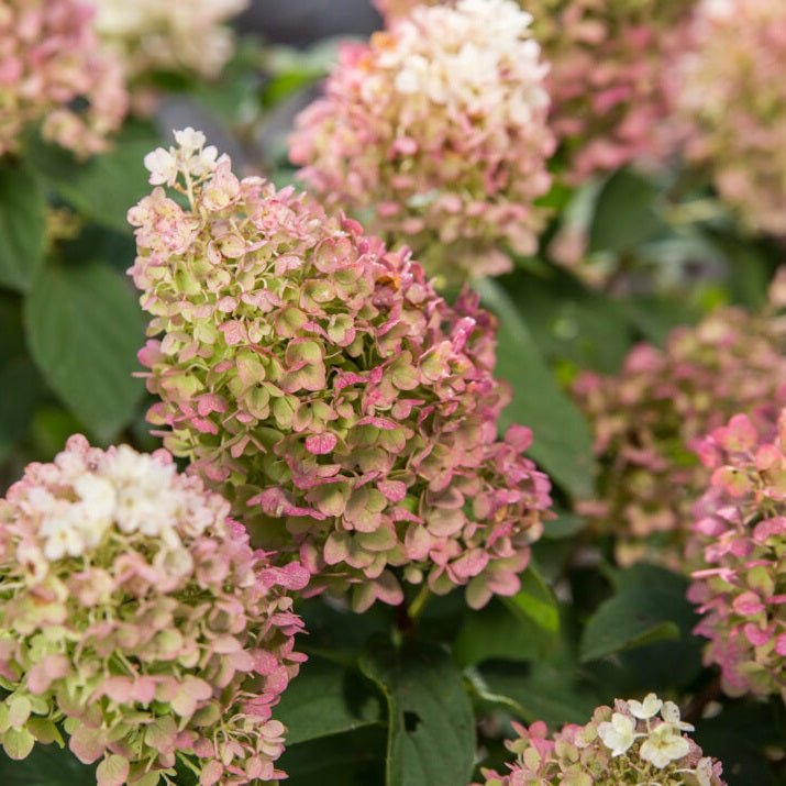 Little Hottie Hydrangea – LandscapeDirect