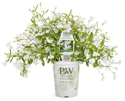 Lobelia Laguna Cloud White - LandscapeDirect