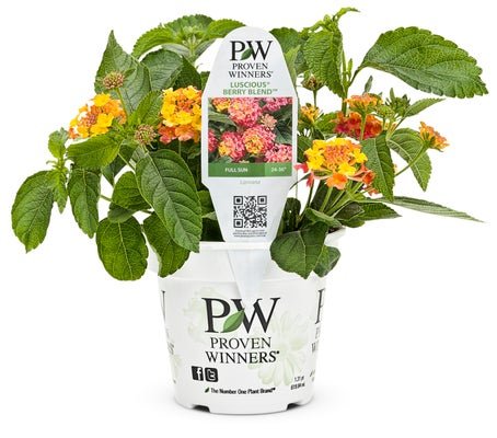 Luscious Berry Blend - LandscapeDirect