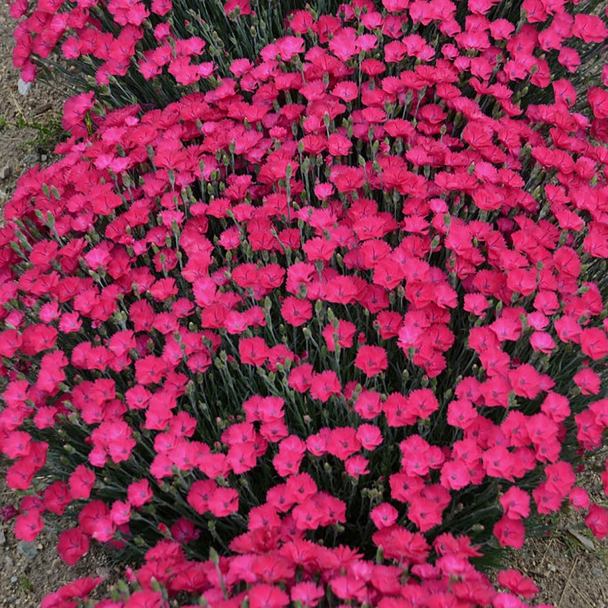 Magenta Pinks - LandscapeDirect