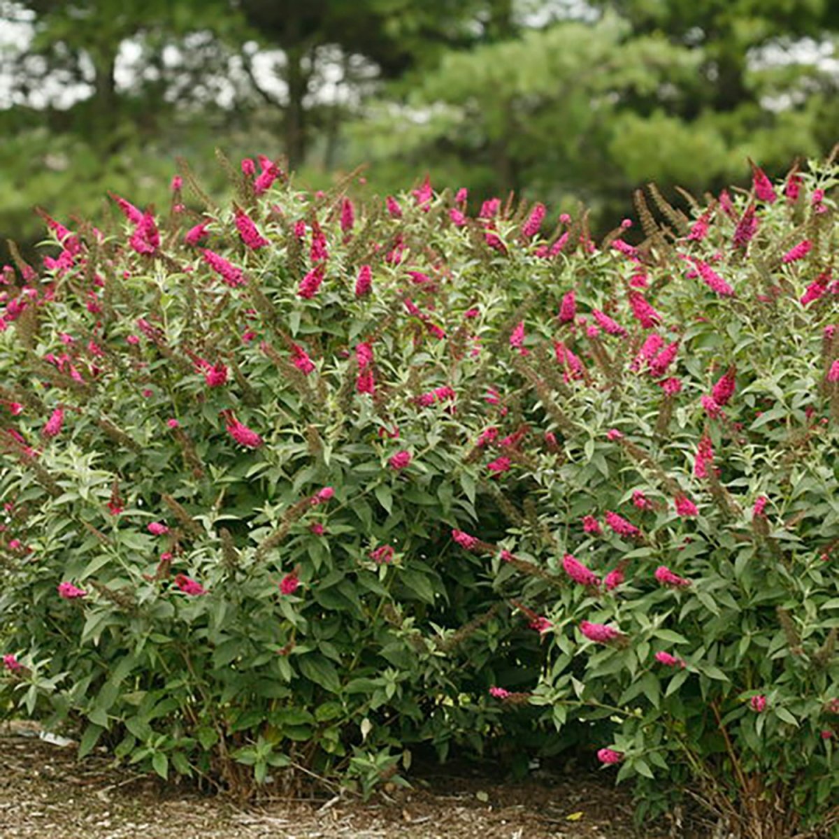 Miss Molly Butterfly Bush - LandscapeDirect