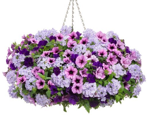 Mulberry Lane - Hanging Basket Kit - LandscapeDirect