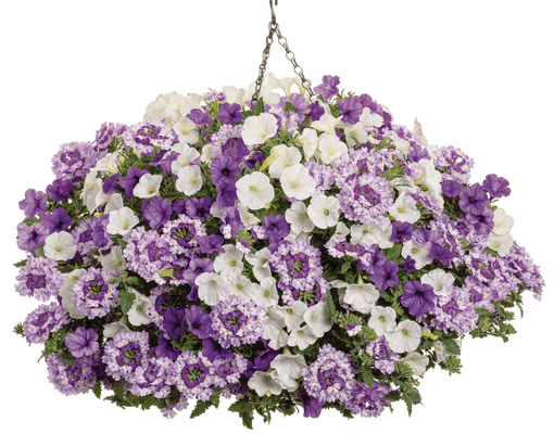 My Crush - Hanging Basket Kit - LandscapeDirect