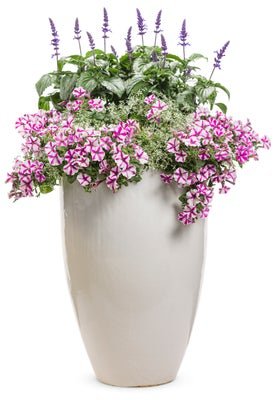 My Fair Lady - Patio Container Kit - LandscapeDirect