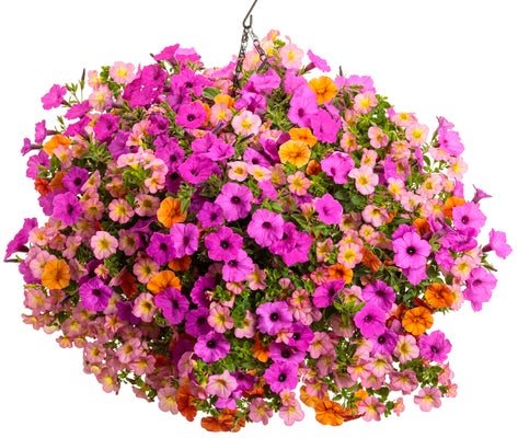 Nightingale - Hanging Basket Kit - LandscapeDirect
