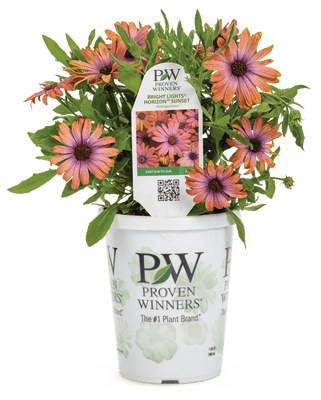 Osteospermum Bright Lights Horizon Sunset - LandscapeDirect