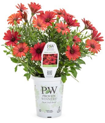 Osteospermum Bright Lights Red - LandscapeDirect
