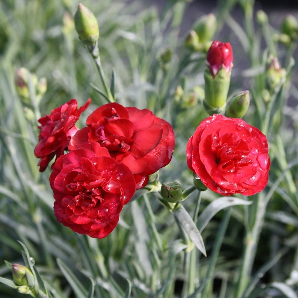 Passion Pinks - LandscapeDirect