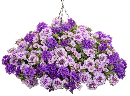 Perfect Rhythm - Hanging Basket Kit - LandscapeDirect