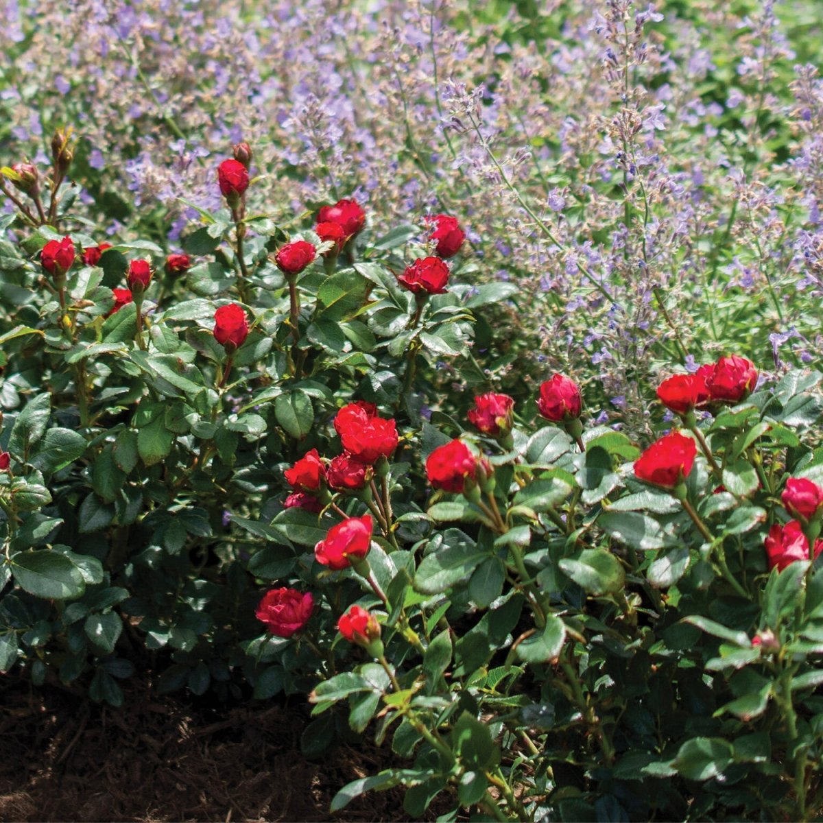 Petite Knock Out - Shrub Rose - LandscapeDirect