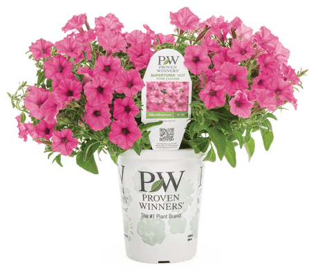 Petunia Supertunia Mini Vista Hot Pink – LandscapeDirect