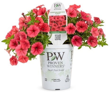 Petunia Supertunia Mini Vista Scarlet - LandscapeDirect