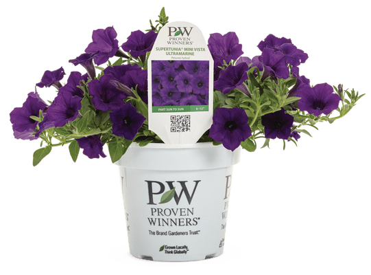Petunia Supertunia Mini Vista Ultramarine - LandscapeDirect