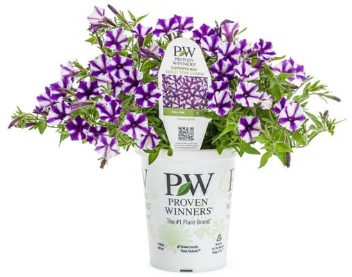 Petunia Supertunia Mini Vista Violet Star - LandscapeDirect