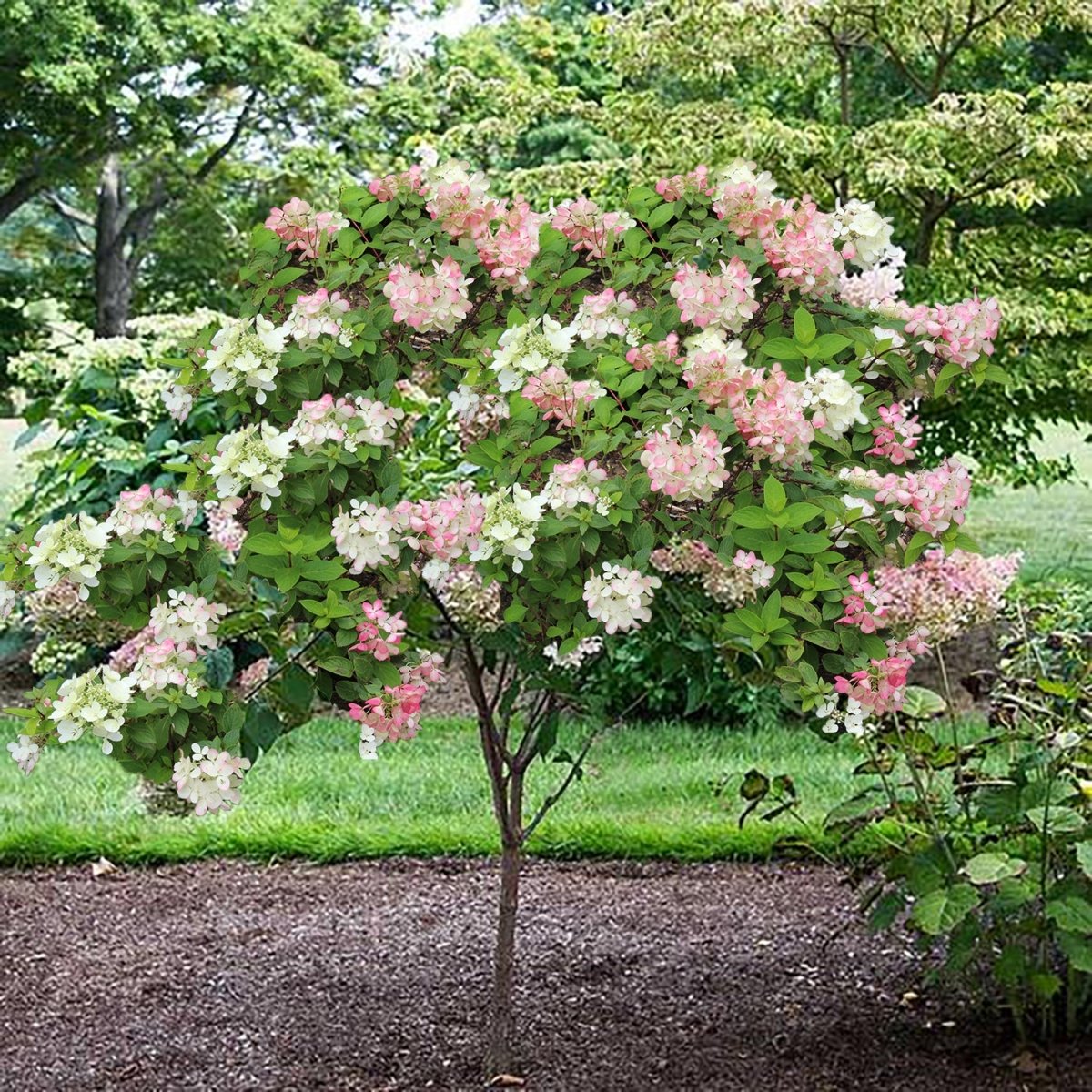 Phantom Hydrangea Tree - LandscapeDirect