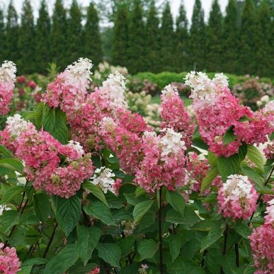 Pinky Winky Panicle Hydrangea – LandscapeDirect