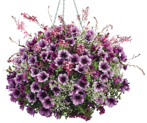 Pixie Sticks - Hanging Basket Kit - LandscapeDirect