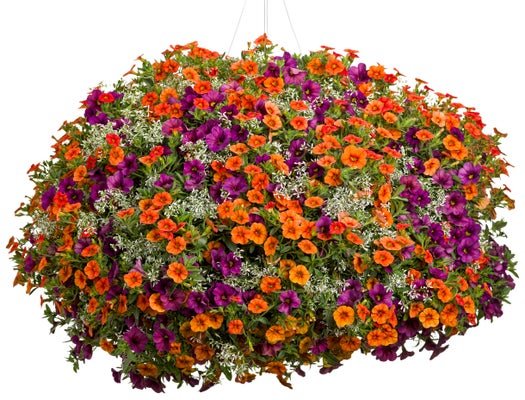 Plumsicle - Hanging Basket Kit - LandscapeDirect
