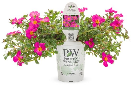 Portulaca Mojave Fuchsia - LandscapeDirect