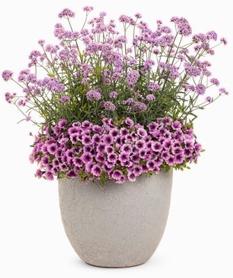 Prescious Gems - Patio Container Kit - LandscapeDirect