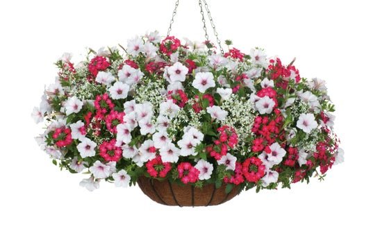 Princess Wanda - Hanging Basket Kit - LandscapeDirect