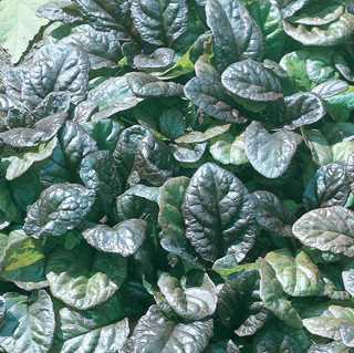 Ajuga r.'Catlin's Giant' - Catlin's Giant Bugleweed