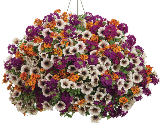 Pumpkin Spice Latte - Hanging Basket Kit - LandscapeDirect