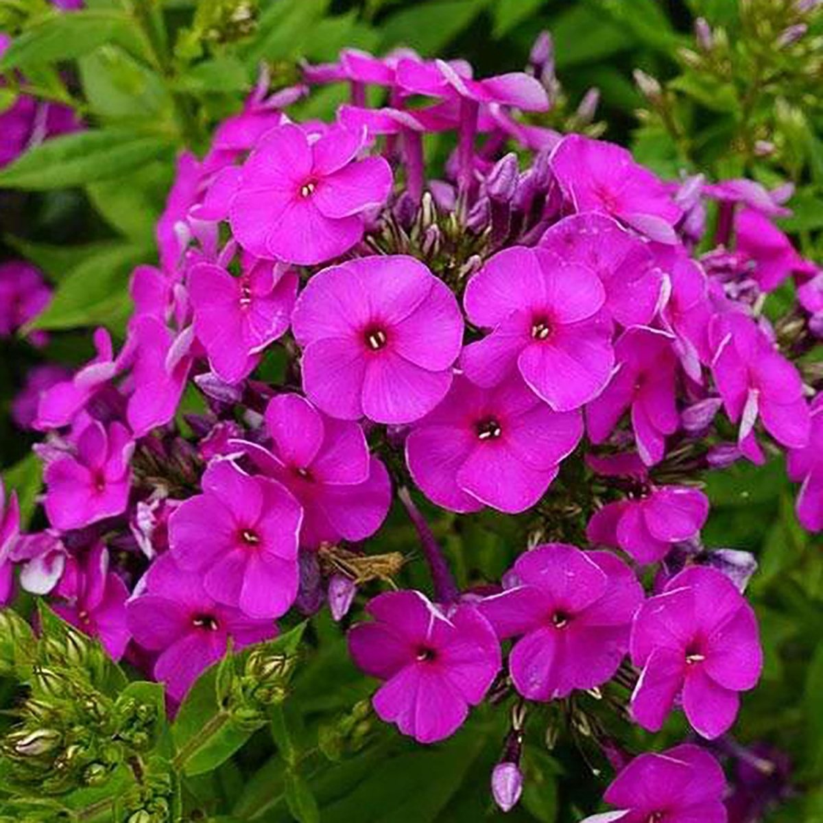 Purple Phlox - LandscapeDirect
