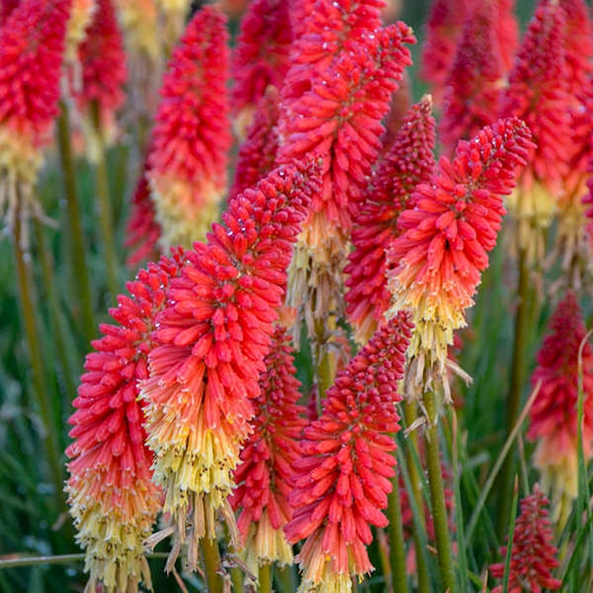 Rocket's Red Glare Red Hot Poker - LandscapeDirect