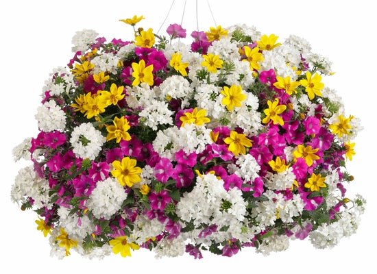 Rockin' Rush - hanging basket - Hanging Basket Kit - LandscapeDirect