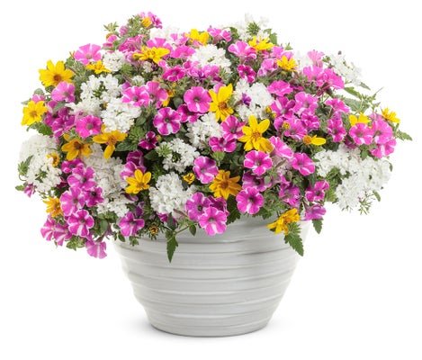 Rockin' Rush - hanging basket - Patio Container Kit - LandscapeDirect